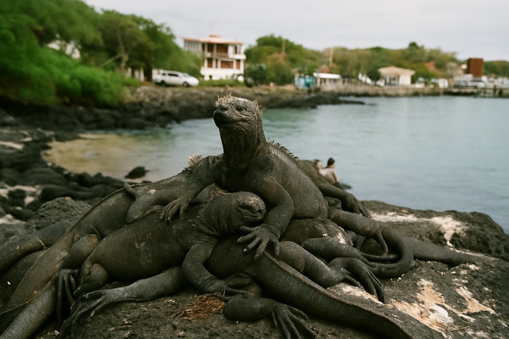 Marine iguanas resting on dark lava rocks beside a calm bay