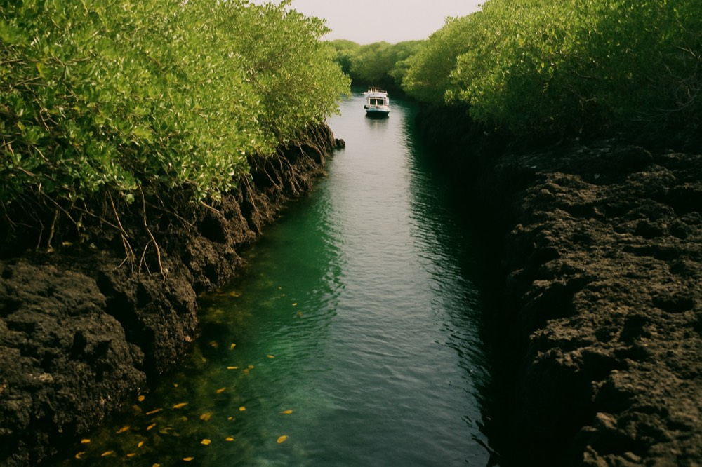 A narrow mangrove-lined channel between lava fields with a patrol boat in the distance