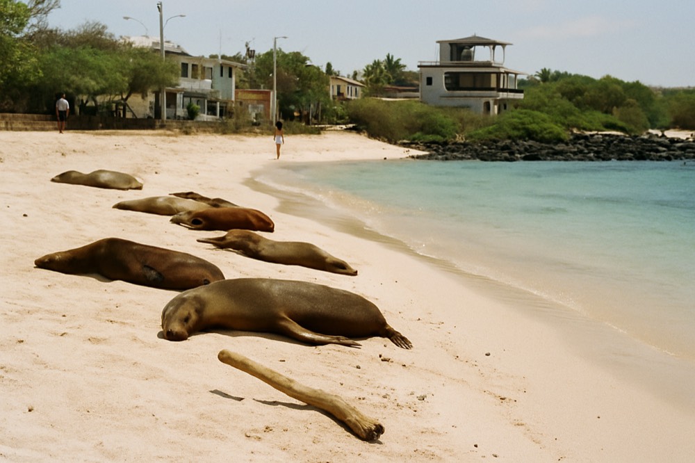A white-sand beach with sea lions resting and clear shallow water along the shore