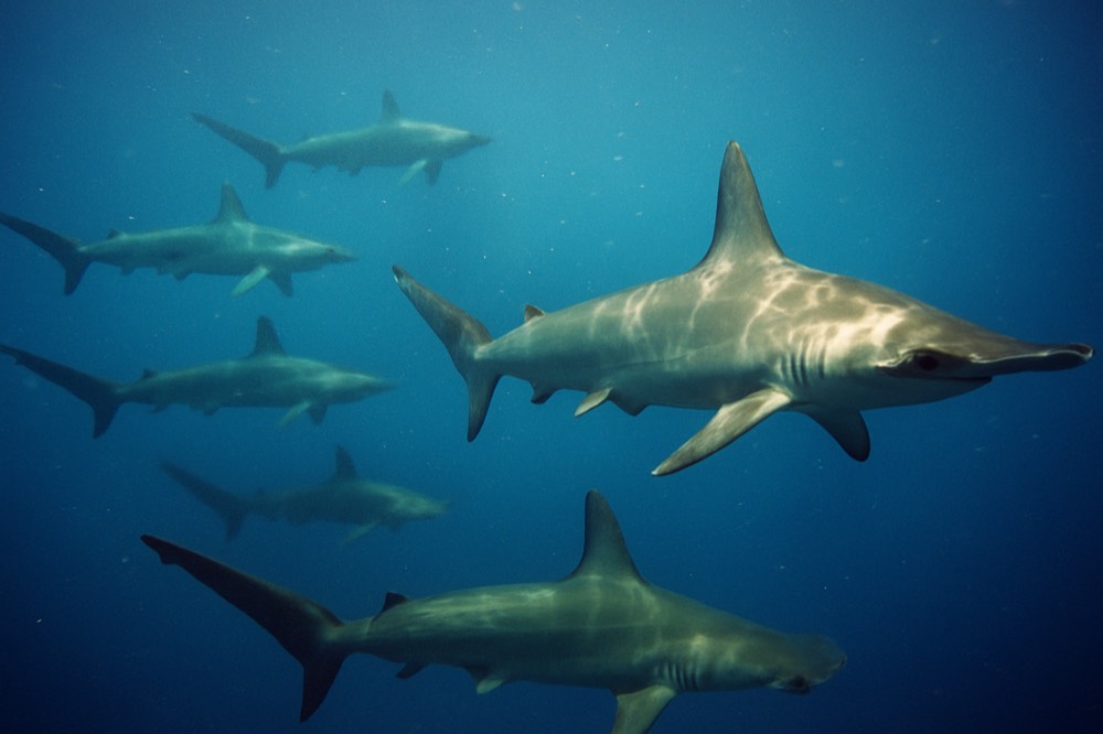 A school of hammerhead sharks swimming in deep blue open water