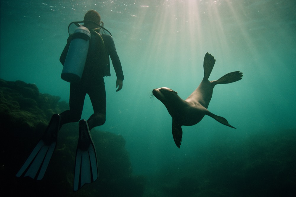 A diver swimming near a rocky reef with a sea lion nearby