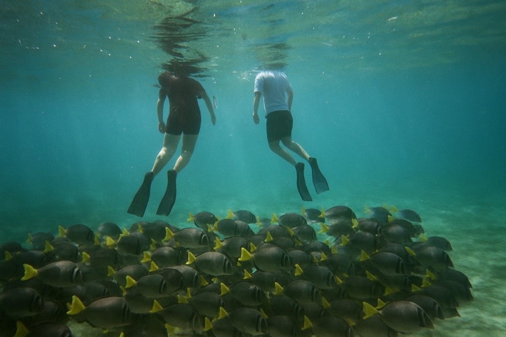 Snorkellers floating above a school of tropical fish in clear Galapagos water