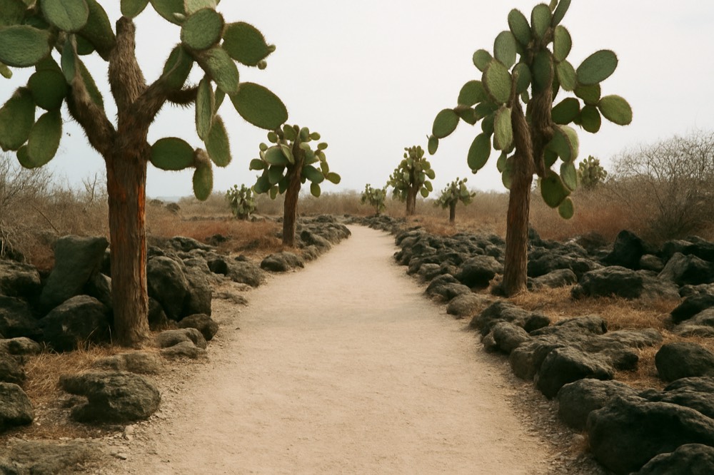 A quiet visitor trail along a coastal lava field with no people on it