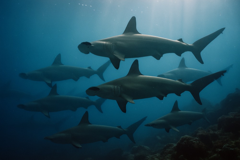 A school of hammerhead sharks swimming over a rocky reef in deep blue water
