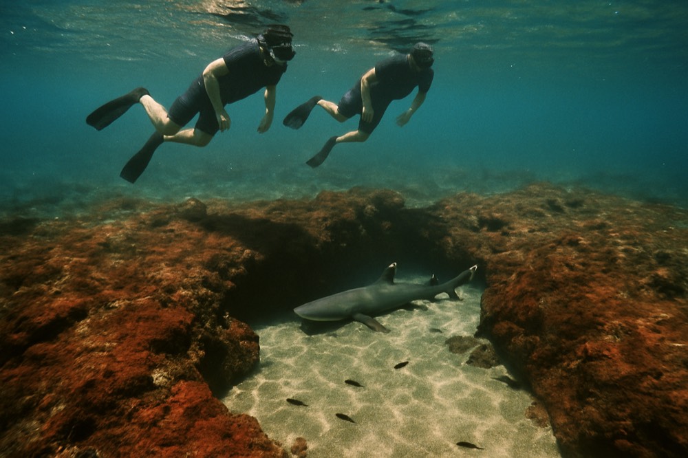 Snorkellers floating above a rocky reef with a whitetip reef shark resting below