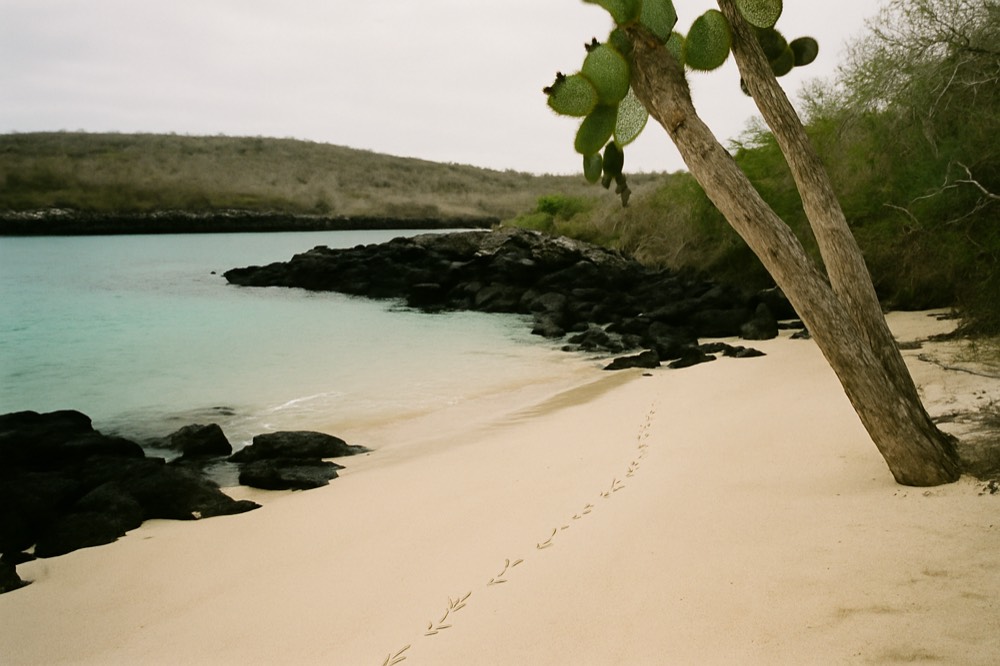 A quiet Galapagos beach with calm turquoise water and no boats in view