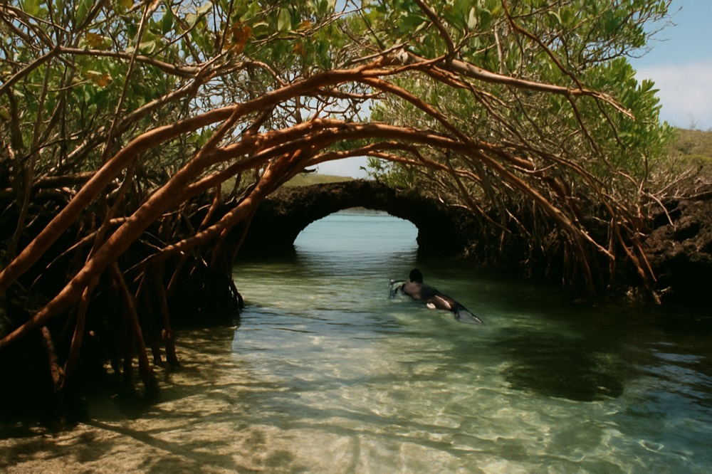 A mangrove-lined lava arch over clear shallow water with a snorkeler in the distance