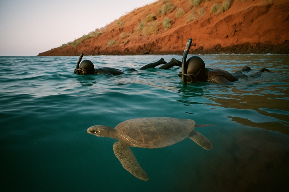 Snorkellers floating above a sea turtle in clear Galapagos water