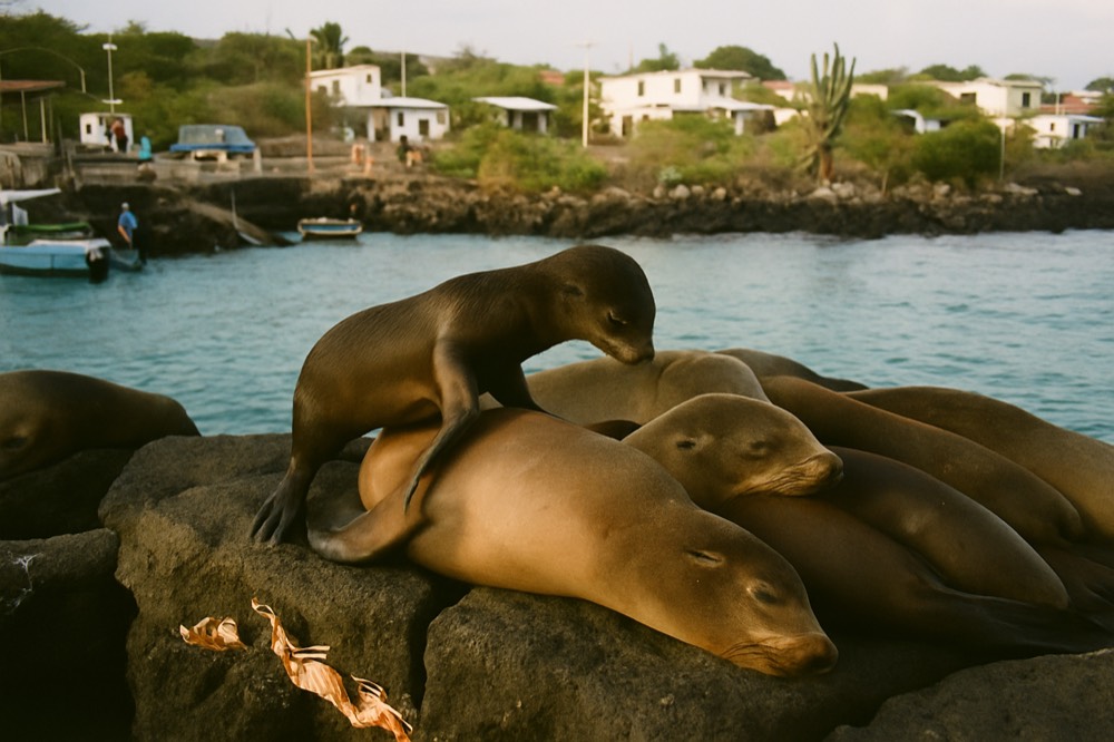 Sea lions resting on a rocky ledge beside turquoise water