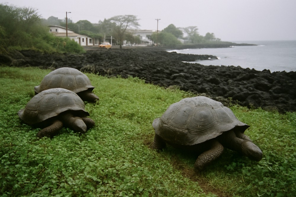 Giant tortoises grazing on tall grass in a misty green highland field