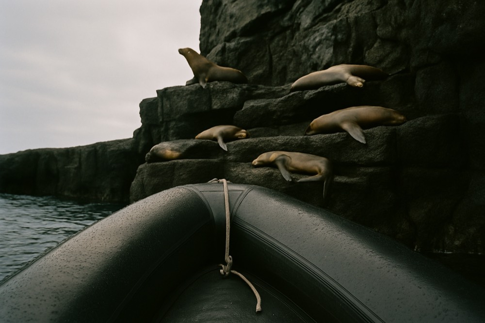 A zodiac approaching a dark volcanic cliff where sea lions rest