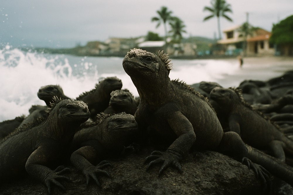 Marine iguanas clustered on dark volcanic rock at the edge of the surf