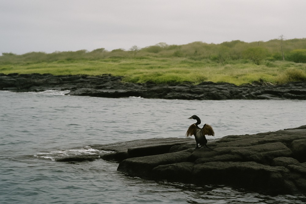 Volcanic island shoreline in the Galapagos with dark rock formations and calm blue water