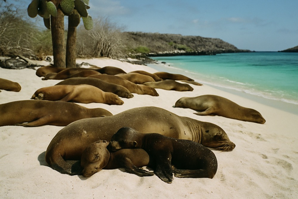 Sea lions resting on a white sand beach beside turquoise water in the Galapagos