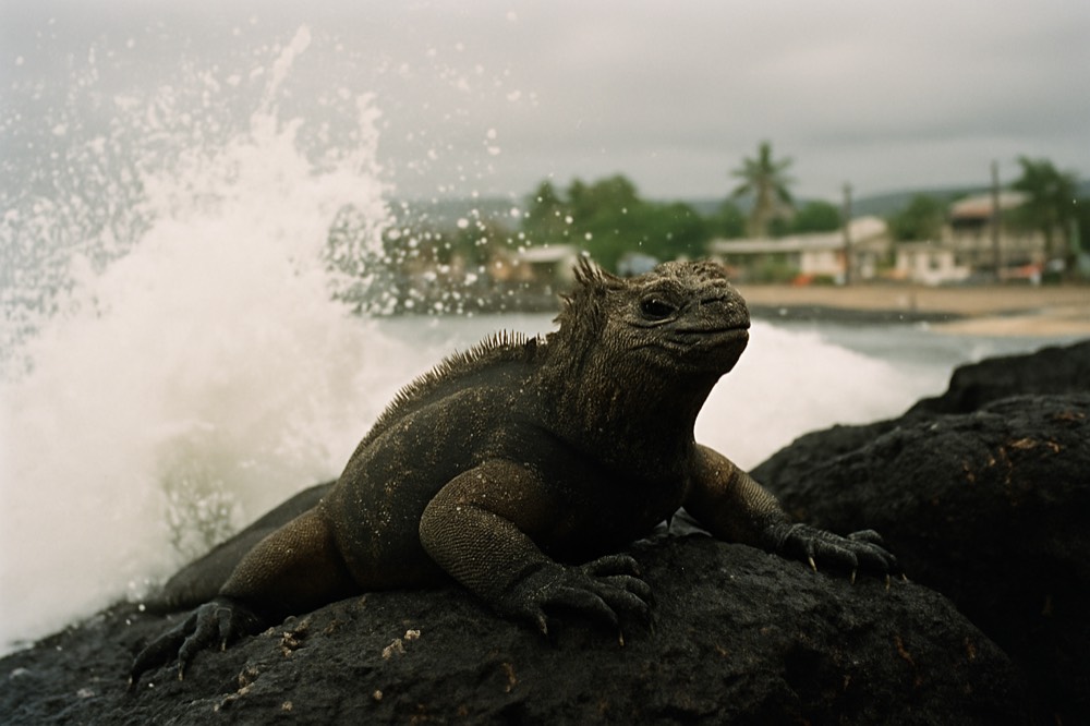 Marine iguana on dark lava rock beside ocean surf on a Galapagos shore