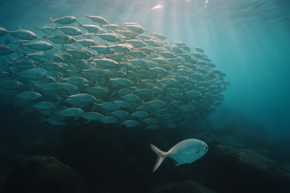A school of fish swimming over a rocky reef in clear blue water